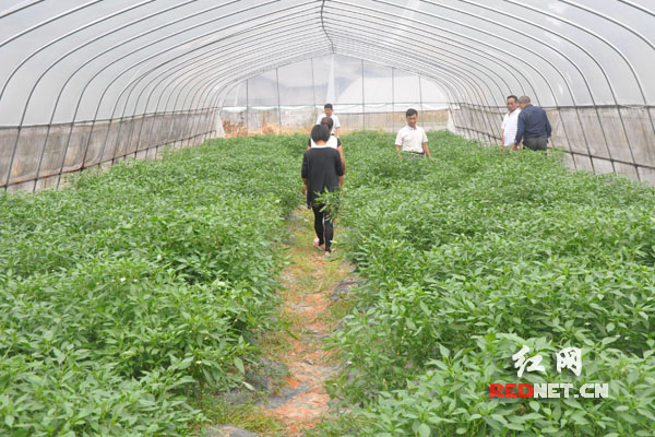 【網絡媒體走轉改】永順三家田村:小基金大作用 留下永不撤走的扶貧隊