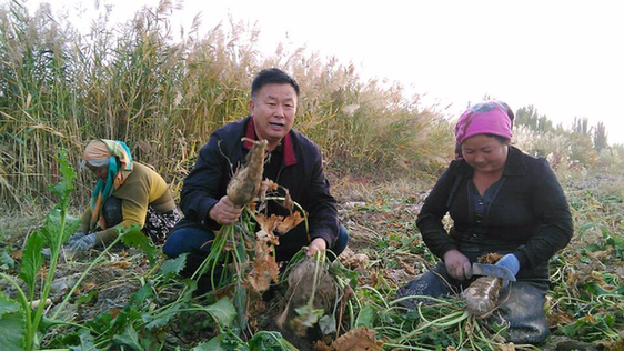 巴州政協(xié)工作組精準扶貧讓昔日鹽堿灘蝶變“杏花村”