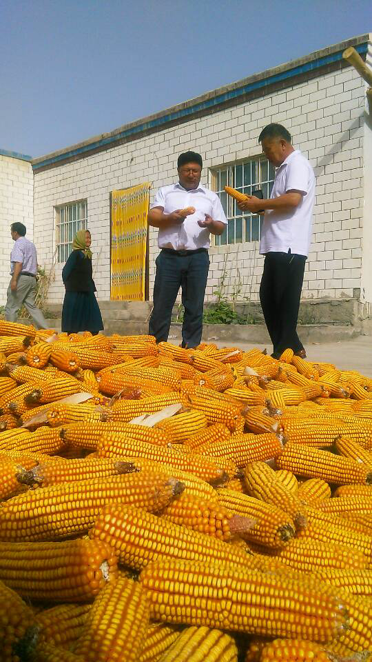 巴州政協(xié)工作組精準扶貧讓昔日鹽堿灘蝶變“杏花村”