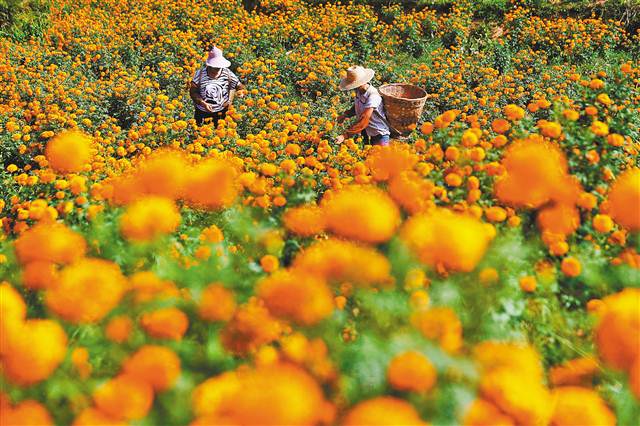 【領(lǐng)航新征程】重慶市南川石漠化治理 向“土地癌癥”說不