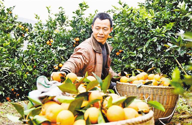 【領(lǐng)航新征程】重慶市南川石漠化治理 向“土地癌癥”說不