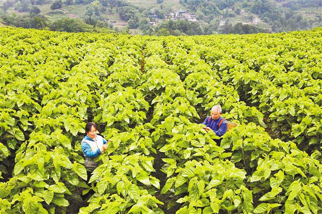 【領(lǐng)航新征程】重慶市南川石漠化治理 向“土地癌癥”說不