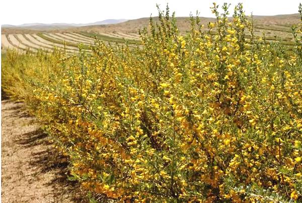 聚焦｜大漠變綠洲，庫布其走出一條綠色的旅游產(chǎn)業(yè)鏈