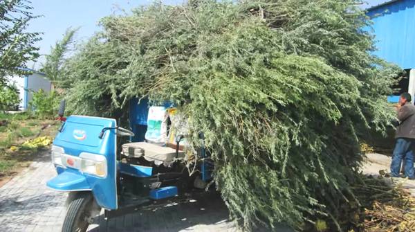 聚焦｜大漠變綠洲，庫布其走出一條綠色的旅游產(chǎn)業(yè)鏈